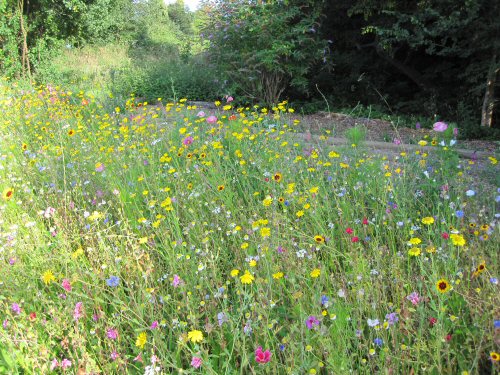 flower bed