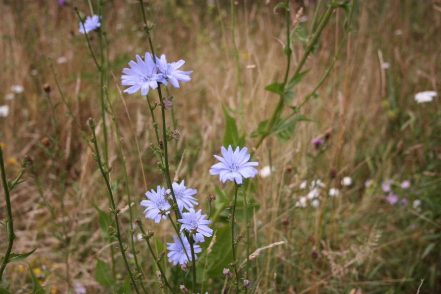 Chicory ME NatureReserve.jpg