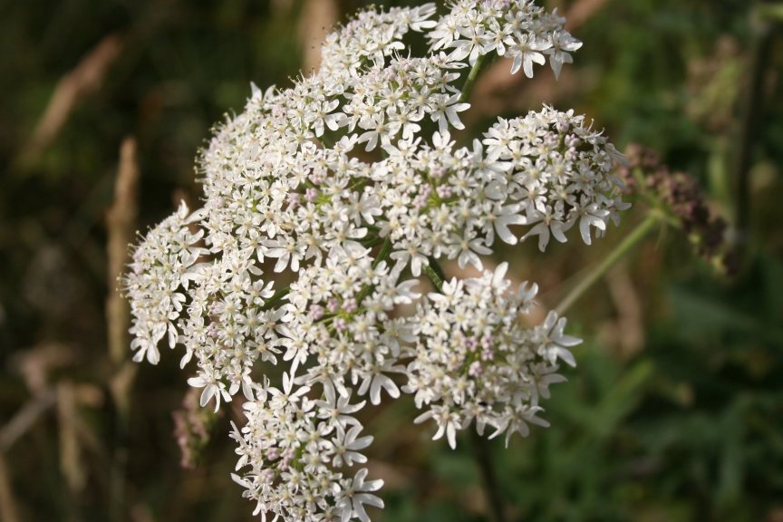 Hogweed ME Nature Reserve.jpg