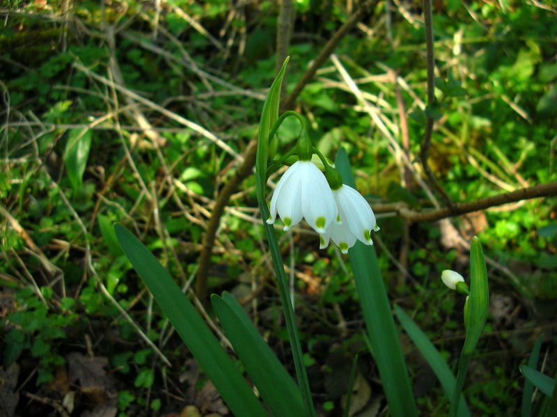 Loddon Lily ME Reserve.jpg