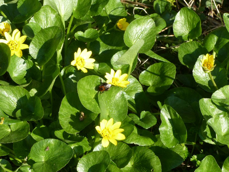 Marsh Marigold.jpg