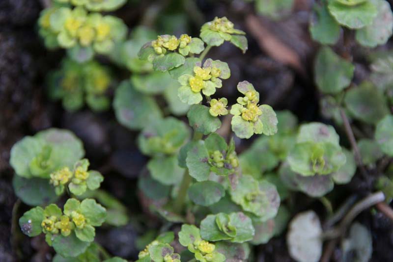 Opp leaved golden saxifrage Pond copse ME.jpg