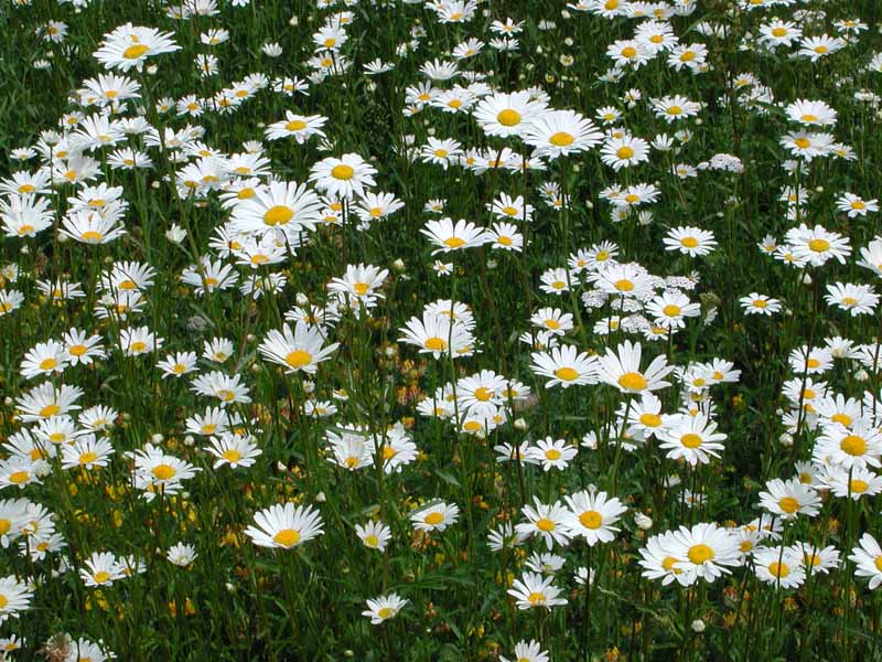 Oxeye daisies David jupe.jpg