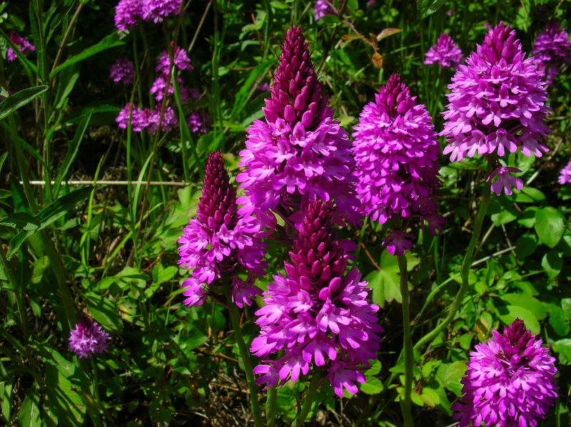 Pyramidal Orchids.jpg