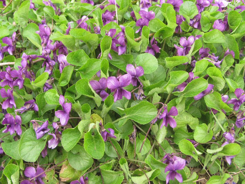 Violets Lower Earley Way.JPG