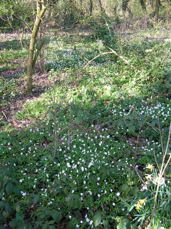 Wood Anenomes ME Reserve.jpg