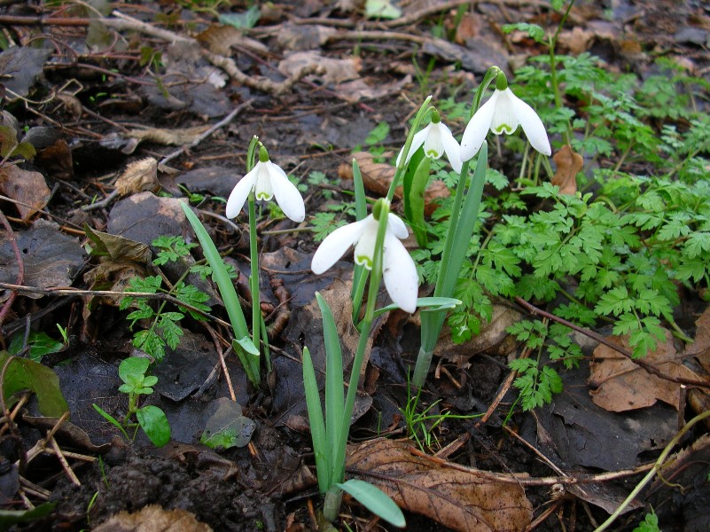 snowdrops-Oakwood.jpg