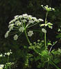 Hemlock Water Dropwort