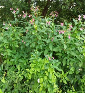 Himalayan Balsam flower