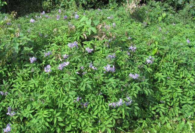 Solanum Vernei