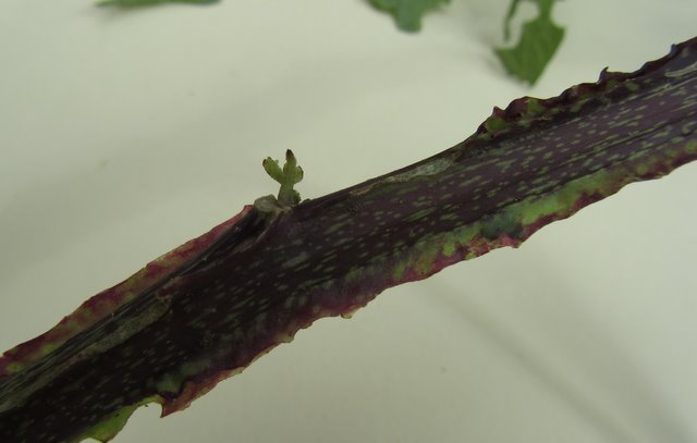 Solanum Vernei