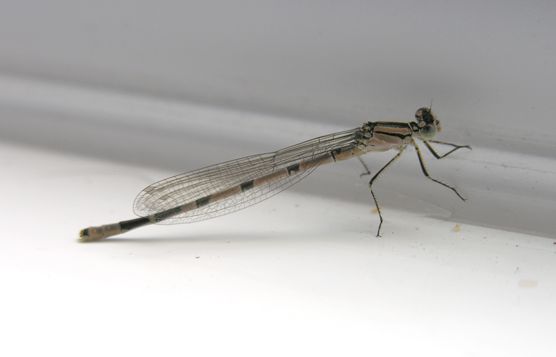 Common Blue Damselfly