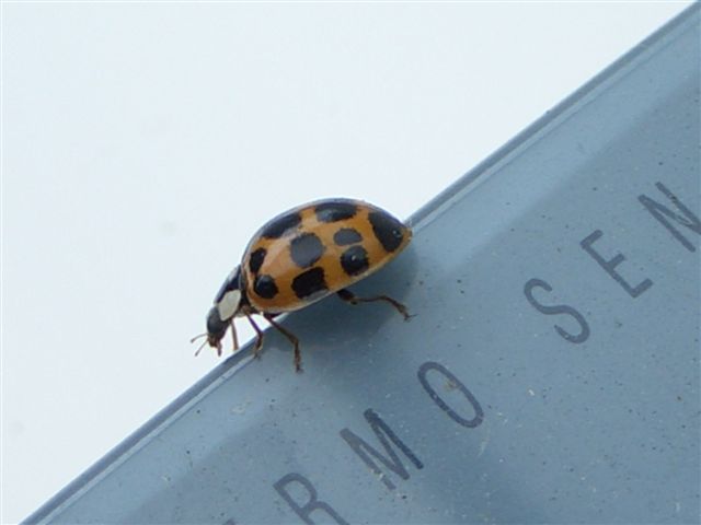 Harlequin Ladybird