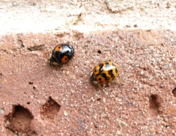 Harlequin Ladybird 3