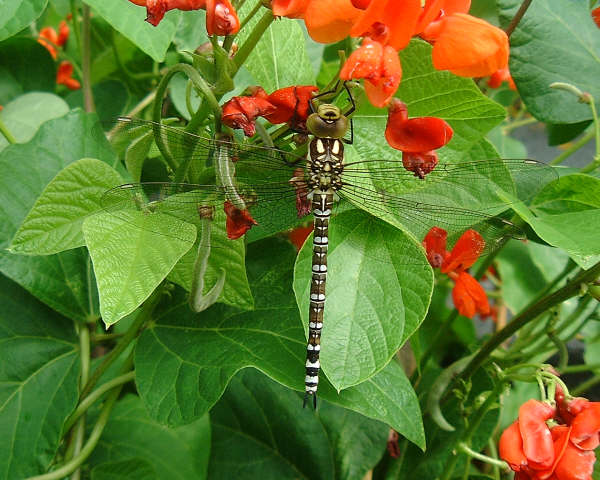 Southen Hawker by Roy Shannon.JPG