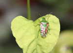 Juniper Shieldbug