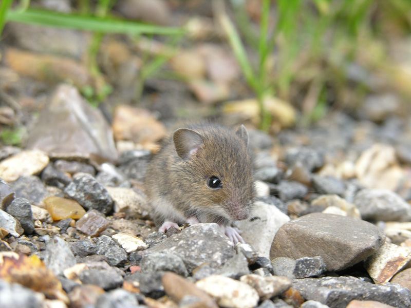 Fieldmouse.jpg