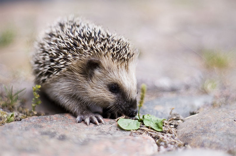 hedgehog