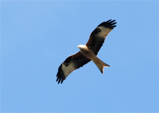 Red Kite by Paul Beckett