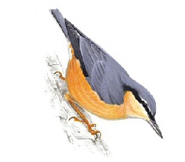 Nuthatch