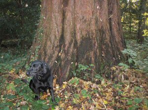 base of Sequoia