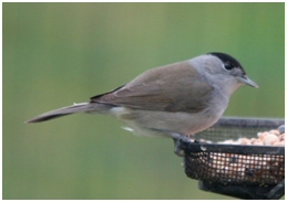 blackcap