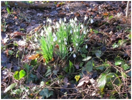 snowdrop