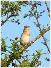 Garden Warbler Garden Warbler