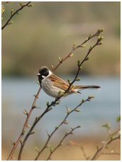 Reed Bunting Reed Bunting