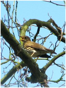 Song Thrush 