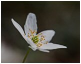 flower flower