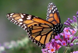 monarch butterfly