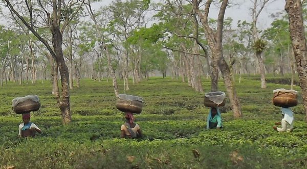 tea pickers