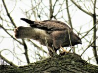 buzzard