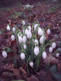 snowdrops