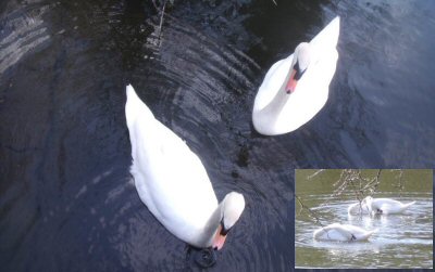 swans