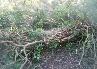 fallen tree