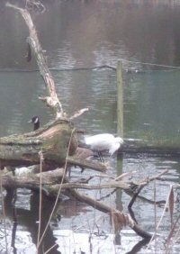 little egret