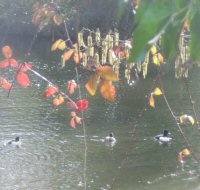 tufted duck