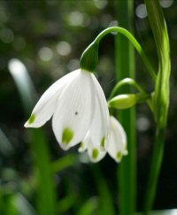 Loddon Lily