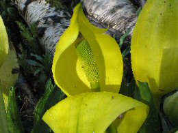 skunk cabbage