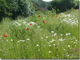 wildflowers