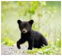 black bear