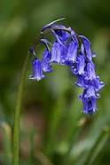 bluebell