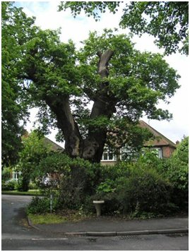 Luckmore Oak