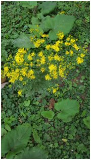 ragwort