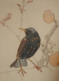 starling