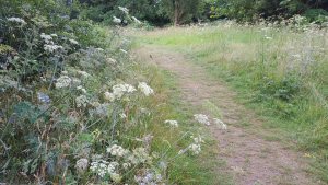 hogweed