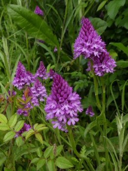 Pyramidal Orchid