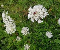 wild carrot